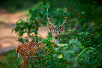  Front view of Axis axis, spotted deers or axis deer in nature habitat. Deer from the Indian continent. An animal in its natural habitat.