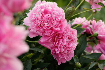 Pink peonies flower bloom in peonies garden. Nature. Fluffy pink peonies flowers background. 