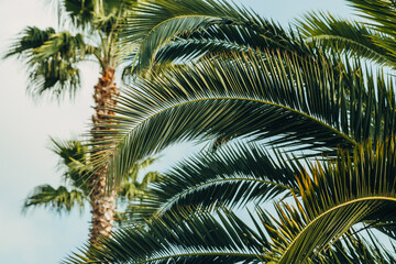 Fototapeta premium Tropical jungle, palm leaves on a sunny day, sky.