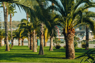 Obraz premium Tropical jungle, palm leaves on a sunny day, sky.