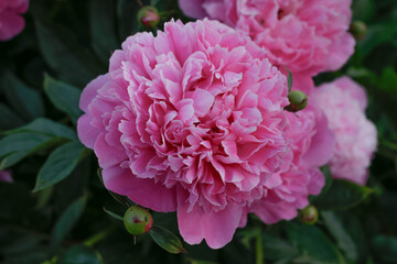 Pink peonies flower bloom in peonies garden. Nature. Fluffy pink peonies flowers background. 