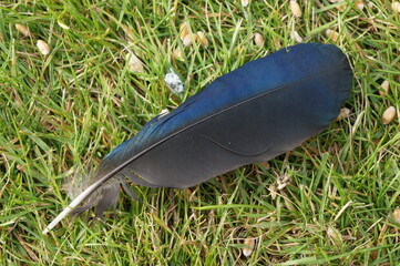 Bird feather on the grass