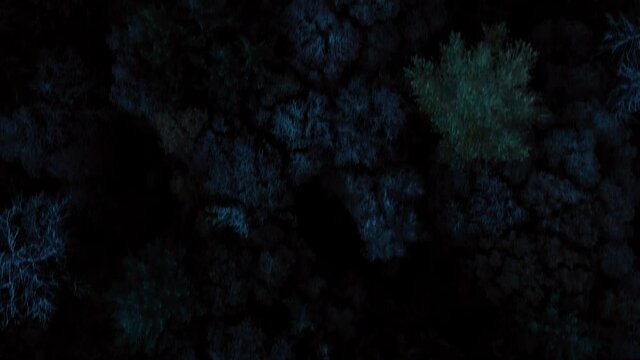 Aerial birds eye view of trees with night vision in Salem Oregon