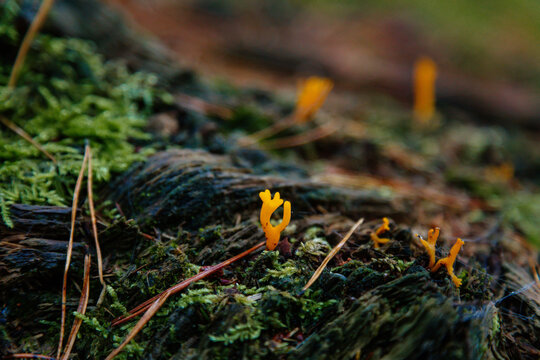 Calocera viscosa, Sticky coral fungus in forestry area, Bohemian Paradise, rock formation Besednicke skaly, Czech Republic