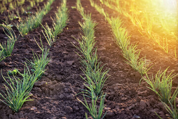 Onion growing on a bed in the rays of sunlight