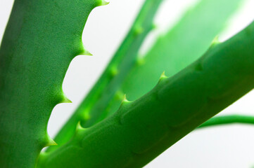 Green fresh leaves of aloe close-up macro shot. Aloe texture. Green background, wallpaper with tropical plant. Aloe vera for the production of cosmetics, skin hydration. Medicine, pharmaceuticals