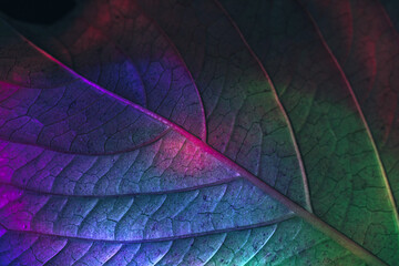 Obraz na płótnie Canvas Close up Beautiful abstract leaf in colorful light. Minimalism modern style concept. Dark Background pattern for design.