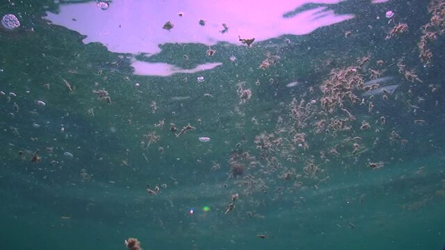 Bloom of blue-green algae Nodularia spumigena: Algae accumulations on the surface of the sea, bottom view.