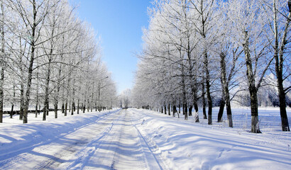 Snow covered road lined with trees