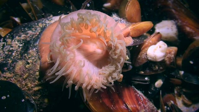 Beadlet Anemone (Actinia equina) retracts its tentacles.