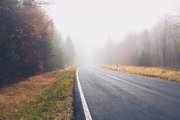 Fototapeta premium empty forest road in the fog