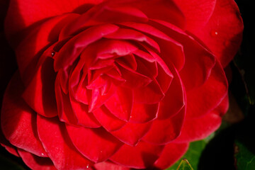 Naklejka premium red rose closeup