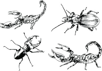 vector drawings sketches different insects bugs Scorpions spiders drawn in ink by hand , objects with no background