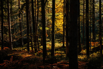 Autumn forest. Sun plays on the branches of trees and penetrates the entire forest with rays Walk in the woods. Besednicke skaly (Besednicke rocks) in Bohemian Paradise, Mala Skala, Czech Republic