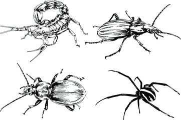 vector drawings sketches different insects bugs Scorpions spiders drawn in ink by hand , objects with no background	
