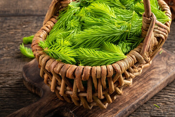 Young spruce tips in a basket, collected to prepare syrup