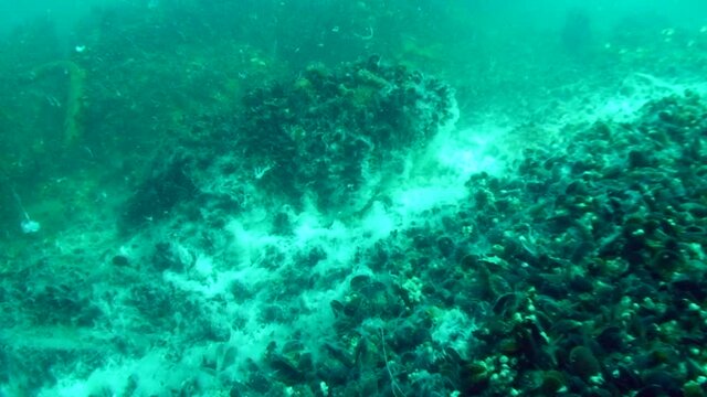The phenomenon of fish-kill in the sea: eutrophication causes abundant growth of Sea fungi on the seabed.