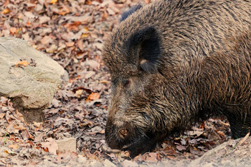 boar in the forest with dirty fur