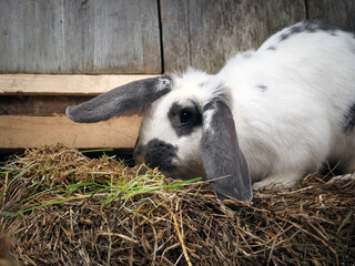 Rabbits in the enclosure. Cute animals, portrait