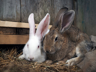 Rabbits in the enclosure. Cute animals, portrait