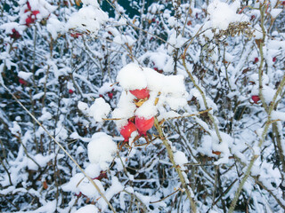 Dog rose under the snow.Botanical background. Horizontal orientation