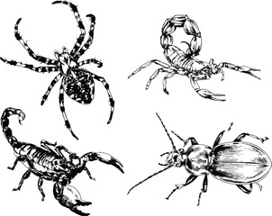 vector drawings sketches different insects bugs Scorpions spiders drawn in ink by hand , objects with no background	