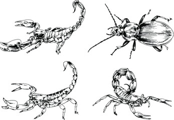 vector drawings sketches different insects bugs Scorpions spiders drawn in ink by hand , objects with no background	