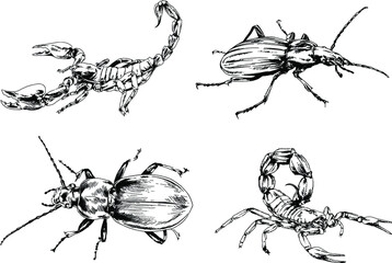 vector drawings sketches different insects bugs Scorpions spiders drawn in ink by hand , objects with no background	