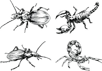 vector drawings sketches different insects bugs Scorpions spiders drawn in ink by hand , objects with no background	