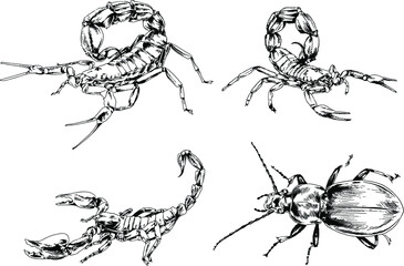 vector drawings sketches different insects bugs Scorpions spiders drawn in ink by hand , objects with no background	