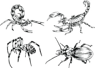 vector drawings sketches different insects bugs Scorpions spiders drawn in ink by hand , objects with no background	