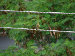 Green and yellow bird resting on telephone wire.