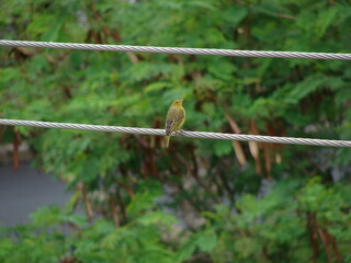 Green and yellow bird resting on telephone wire.