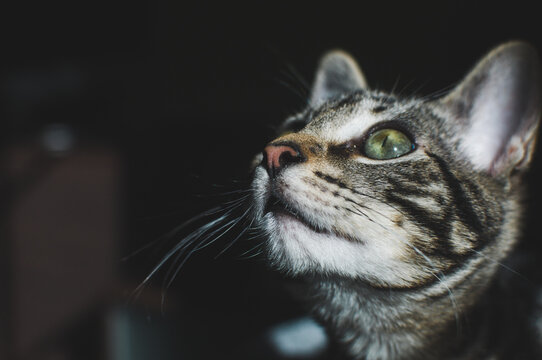 Cachorro de gato atigrado de ojos verdes mirando hacía arriba