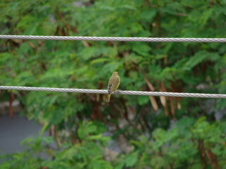 Green and yellow bird resting on telephone wire.