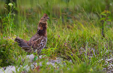 Ruffed Grouse standing in field of grass and wildflowers and berries