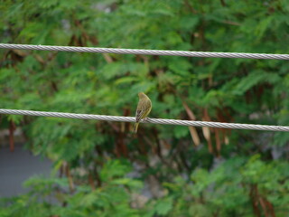 Green and yellow bird resting on telephone wire.