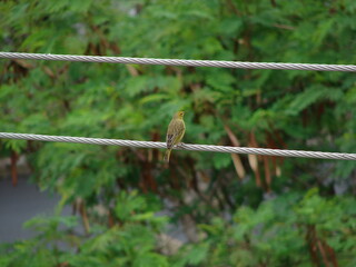 Green and yellow bird resting on telephone wire.