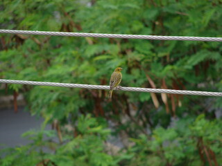 Green and yellow bird resting on telephone wire.
