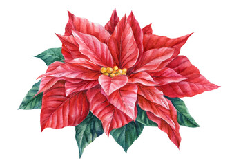 Red flower, christmas star, poinsettia on an isolated white background, watercolor illustration