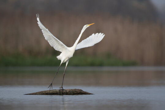 Great White Heron Taking Off