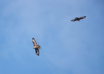 Buzzard eagles flying on blue sky