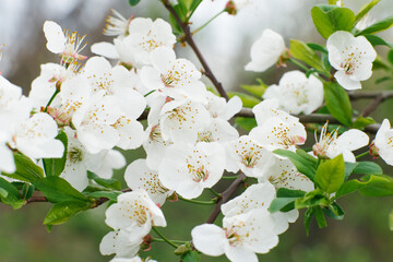 Obraz premium White pear flowers close-up in the spring garden. Selective focus. Spring bloom. Spring has come
