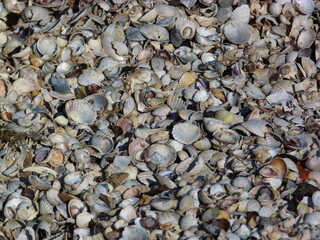 Fototapeta premium shells on the beach