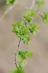 Young leaves on a branch in the garden in spring. Selective focus
