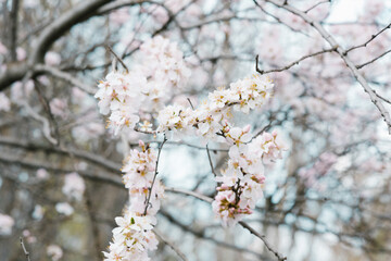 The first day of spring. White cherry blossoms on a tree branch. Selective focus