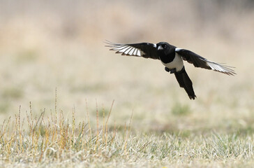 Magpie bird in flight ( Pica pica )
