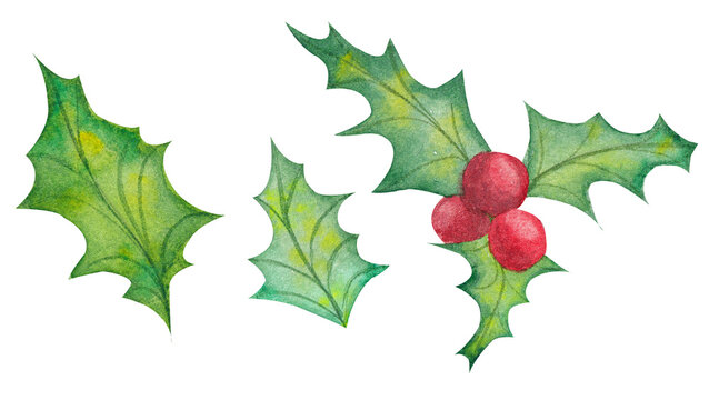 Watercolor illustration of a Christmas symbol. Holly painted in watercolor on a white background. Plant suitable for New Years and Christmas cards