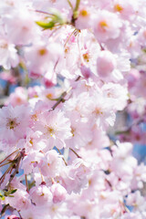 Fresh, pink, soft spring cherry tree blossoms on pink bokeh background. Selective focus. Spring Background.