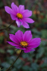Pink Cosmos 'bipinnatus' flowers with soft focus natural background